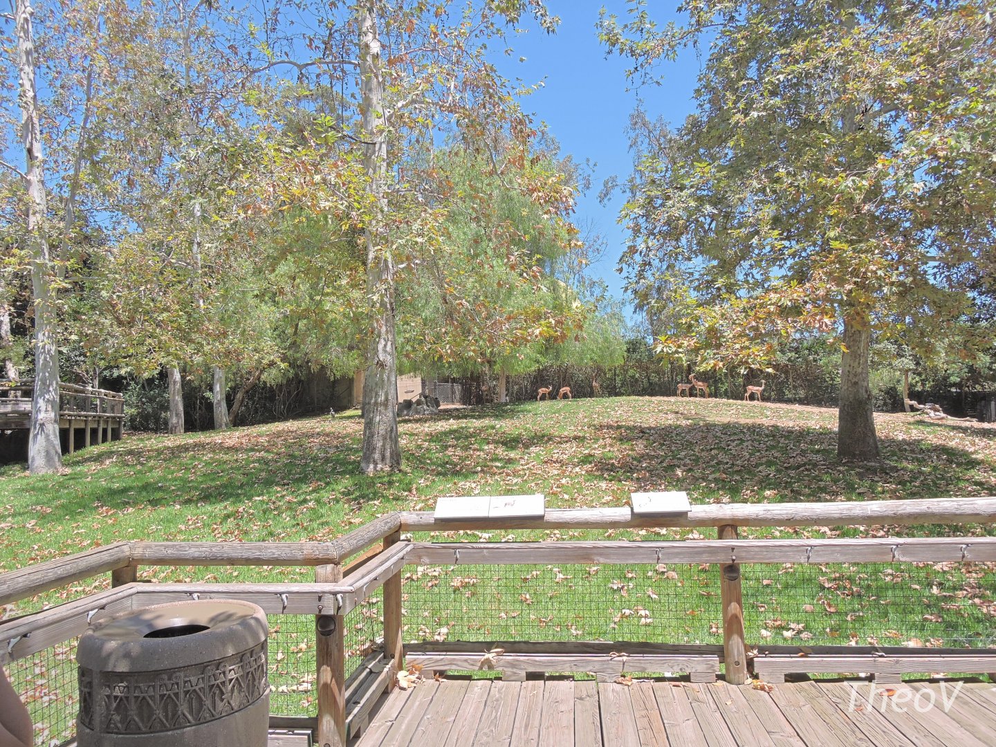 Gerenuk exhibit [2015]
