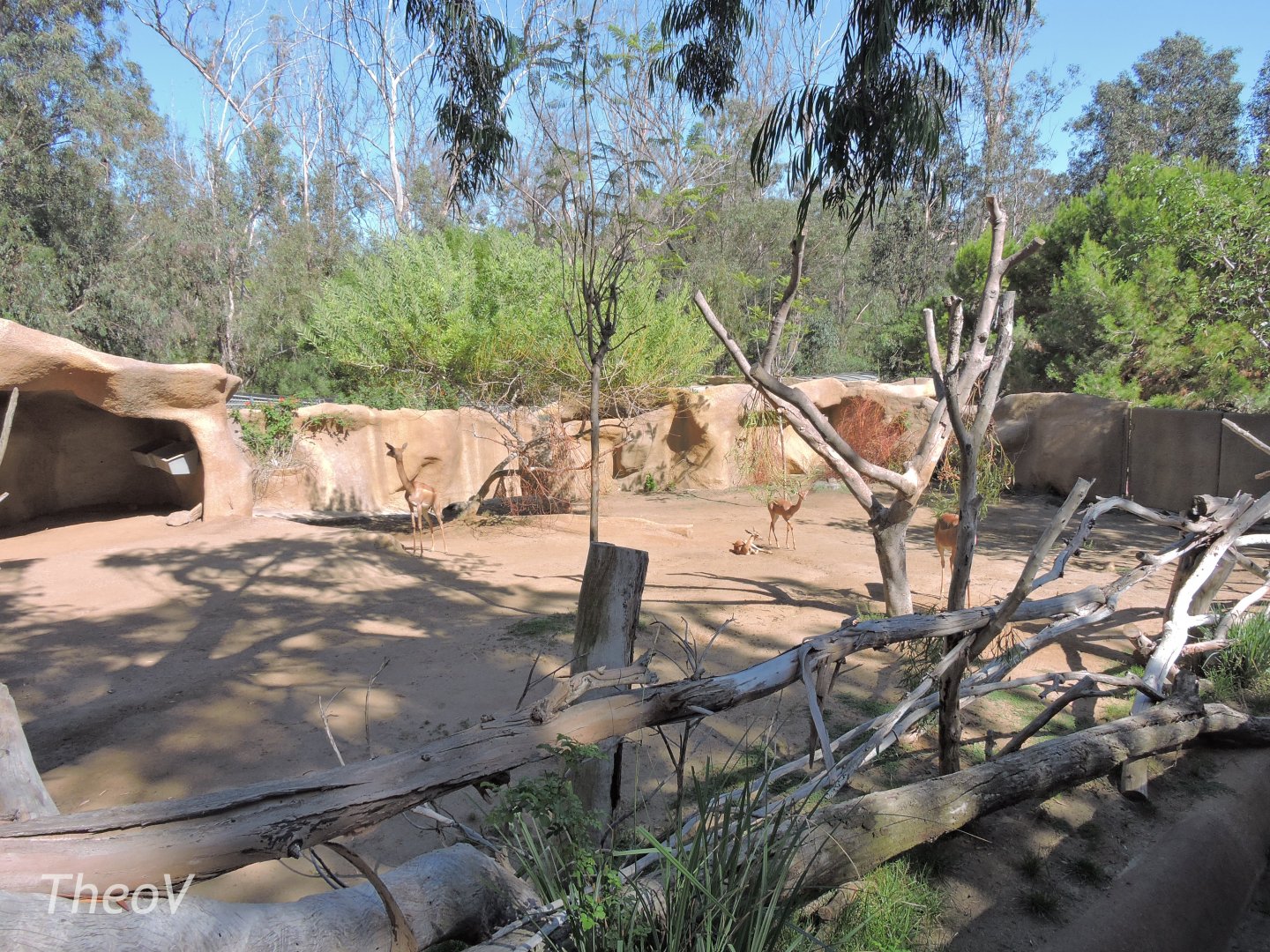 Gerenuk exhibit [2015]