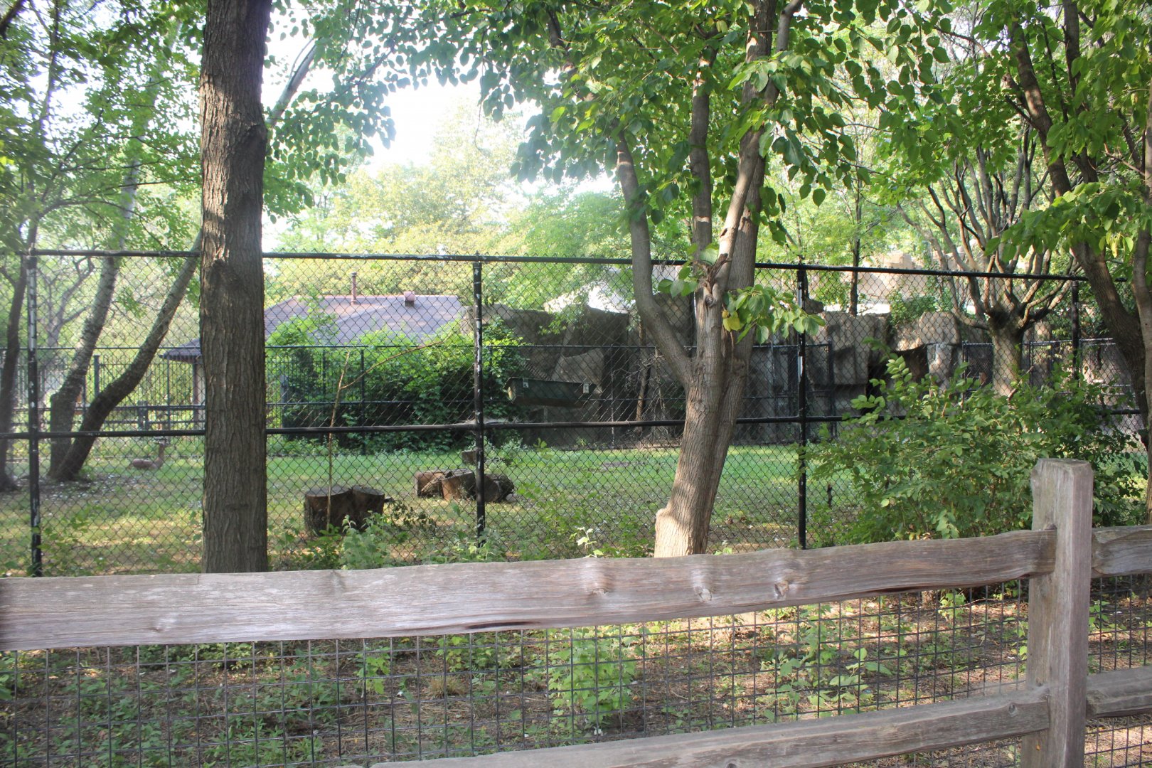 Gerenuk Exhibit - Habitat Africa