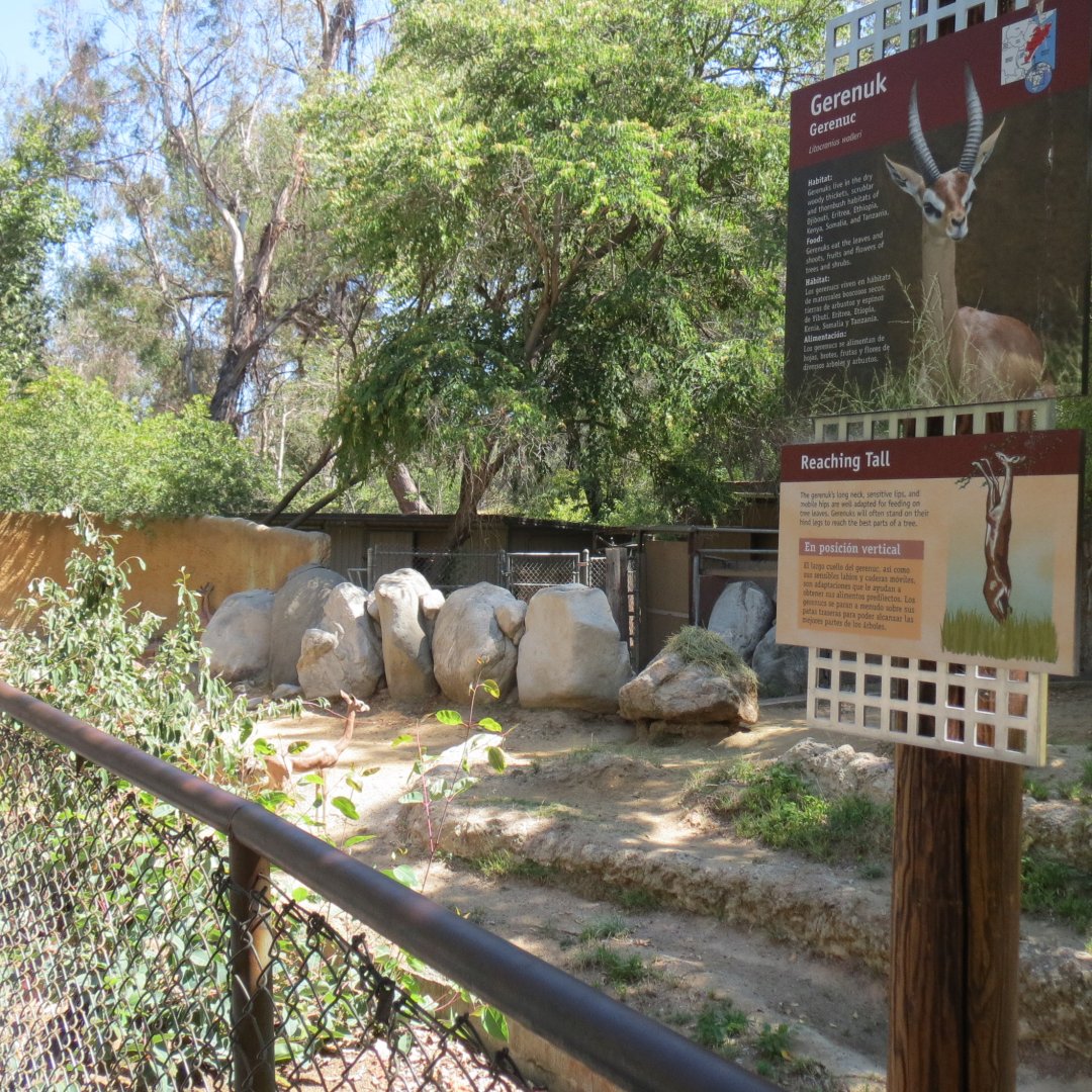 Gerenuk Exhibit