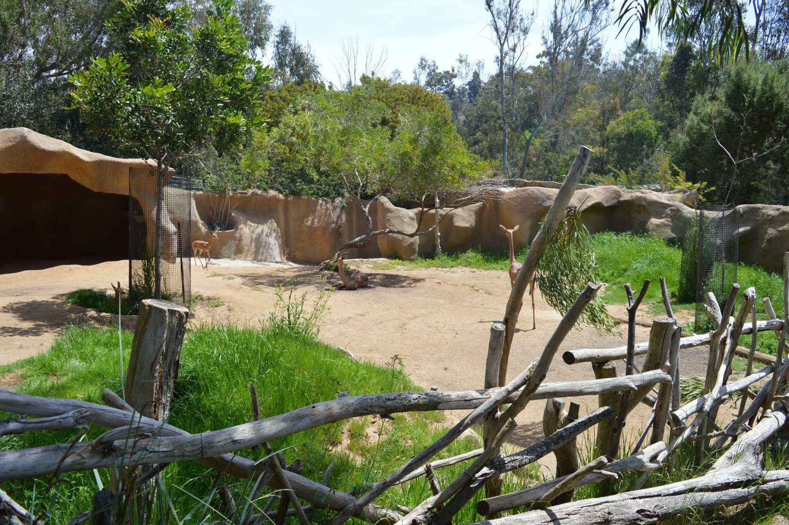 Gerenuk Exhibit
