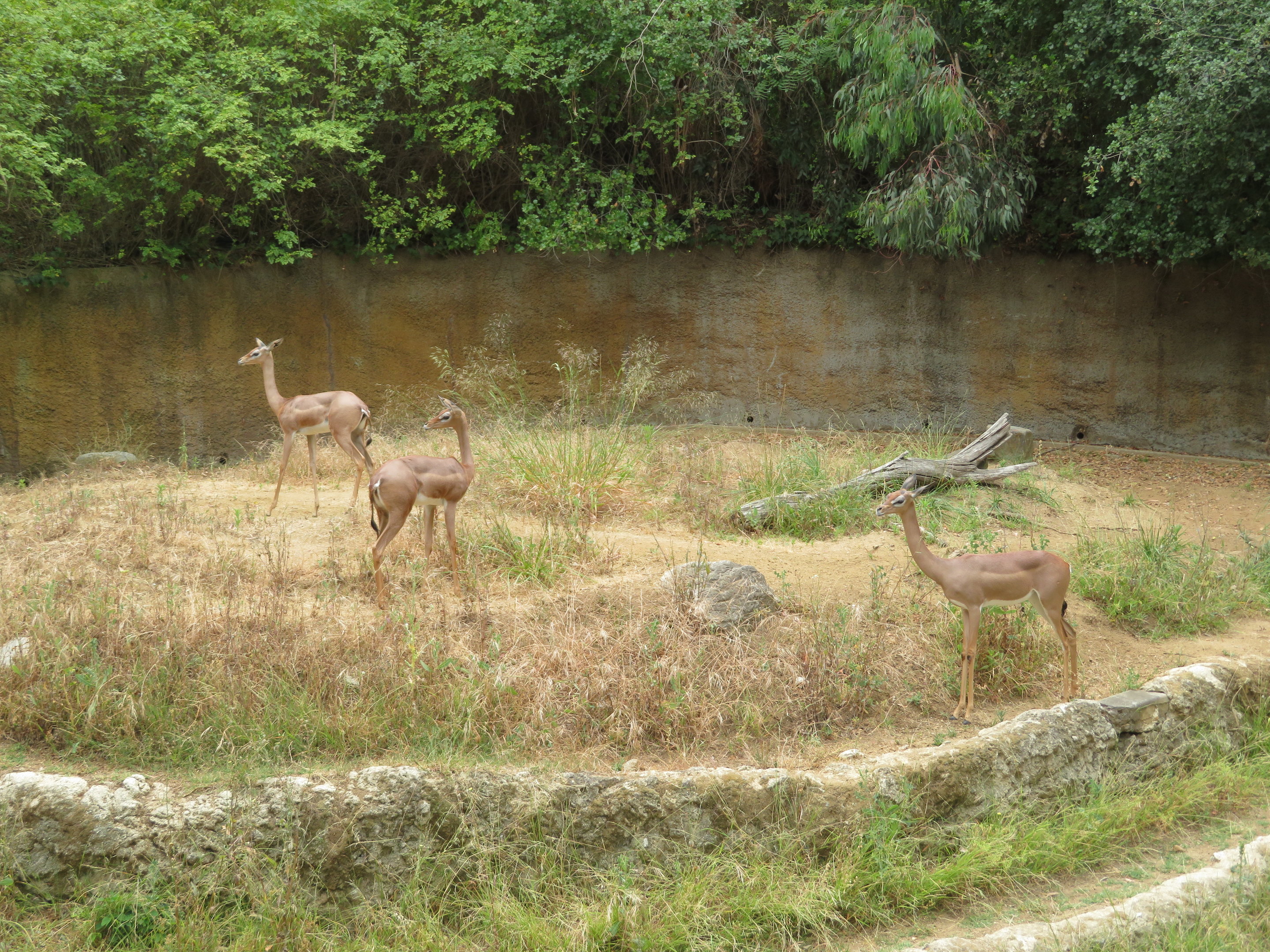 Gerenuk Exhibit