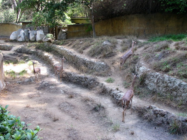 Gerenuk Exhibit