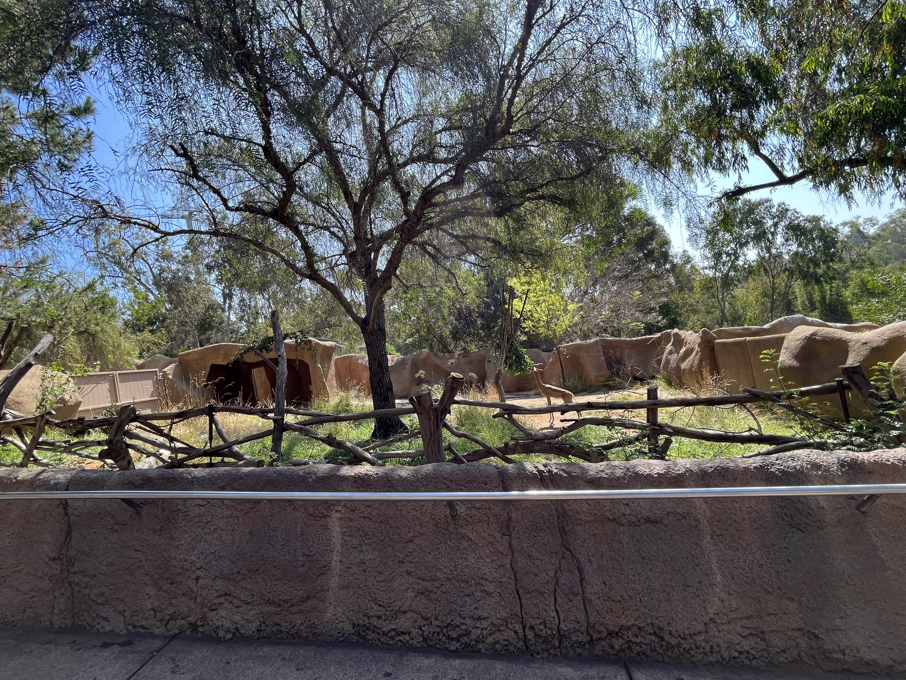 Gerenuk Exhibit