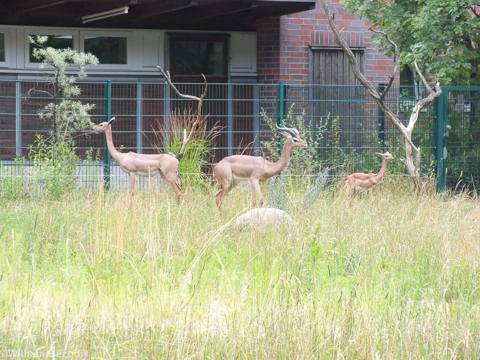 Gerenuk Family