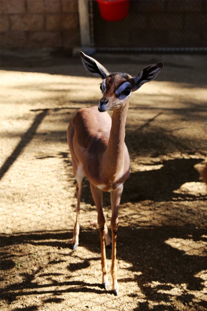 Gerenuk Fawn, December 2015