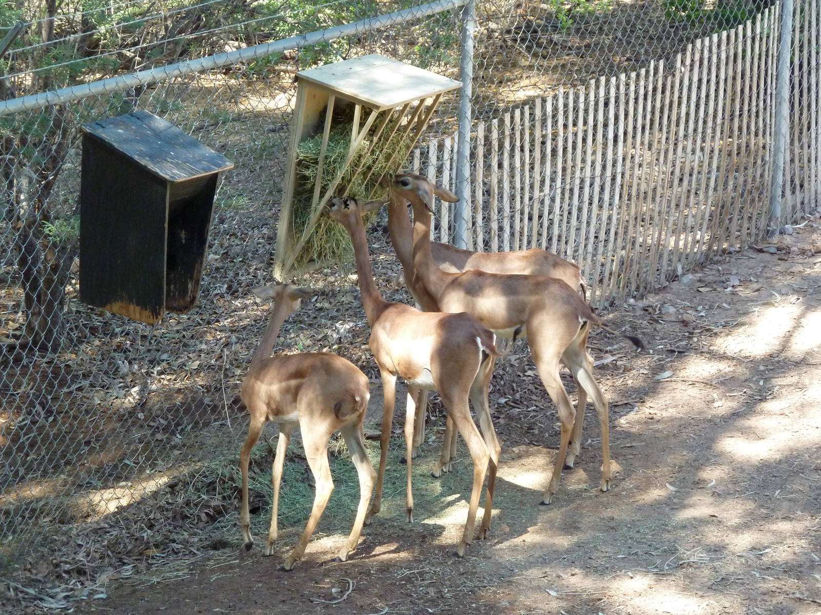 Gerenuk Feeding Time