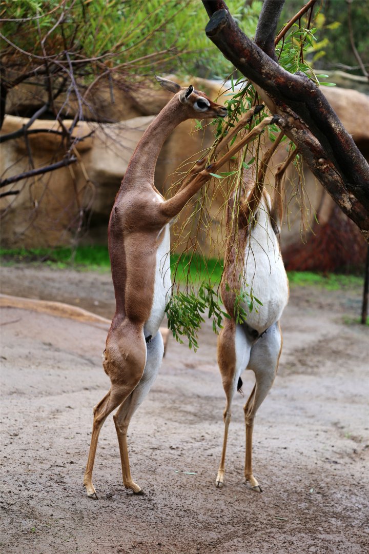 Gerenuk Feeding