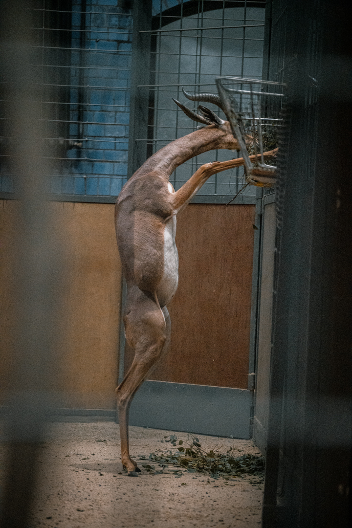 Gerenuk feeding