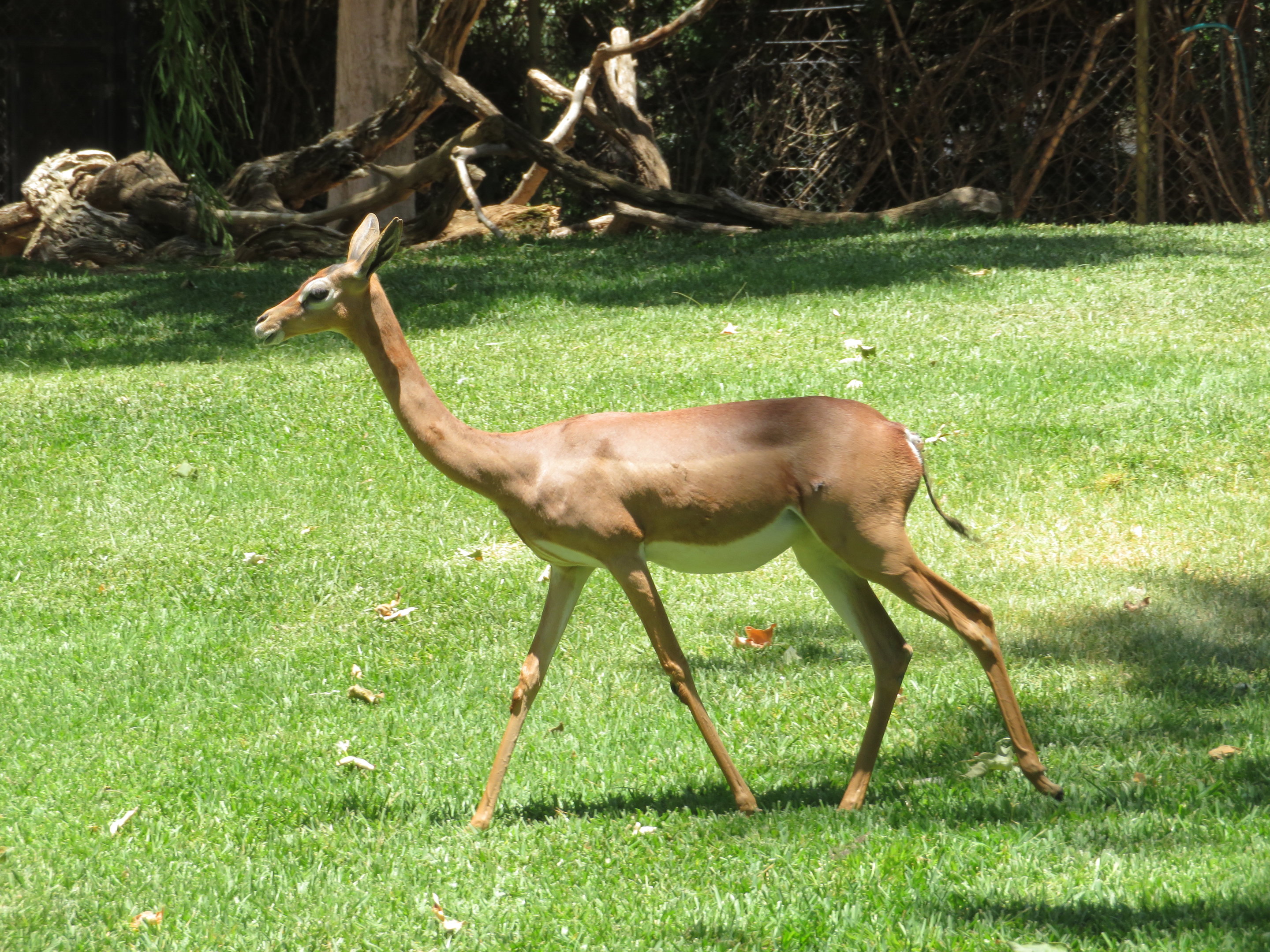 Gerenuk (Female)