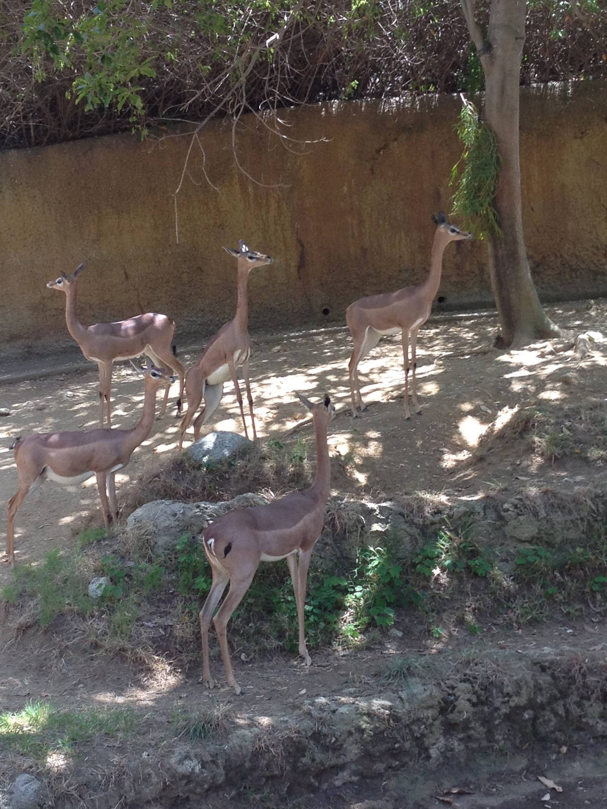 Gerenuk herd