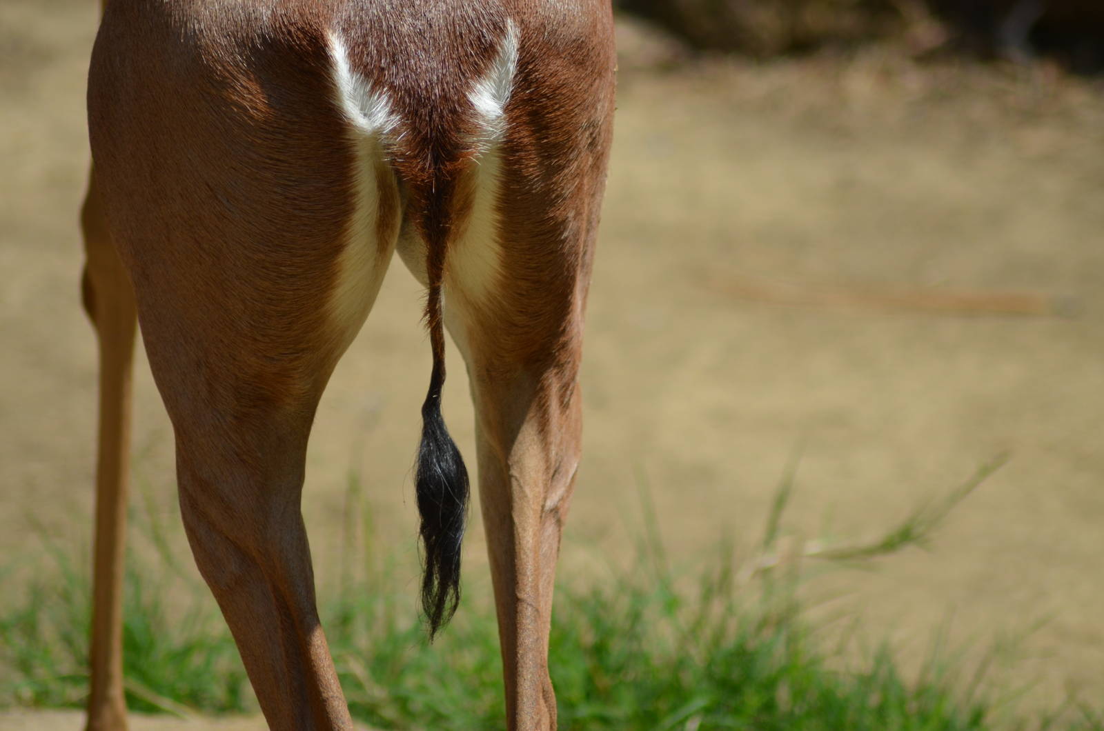 Gerenuk Hindquarters