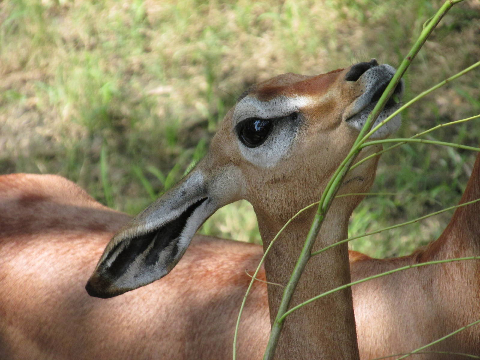 gerenuk houston zoo