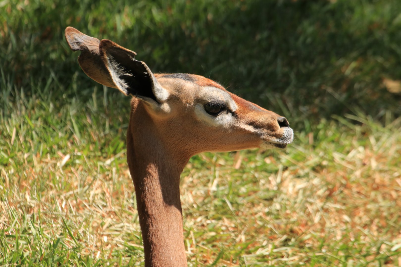 Gerenuk (June 2019)