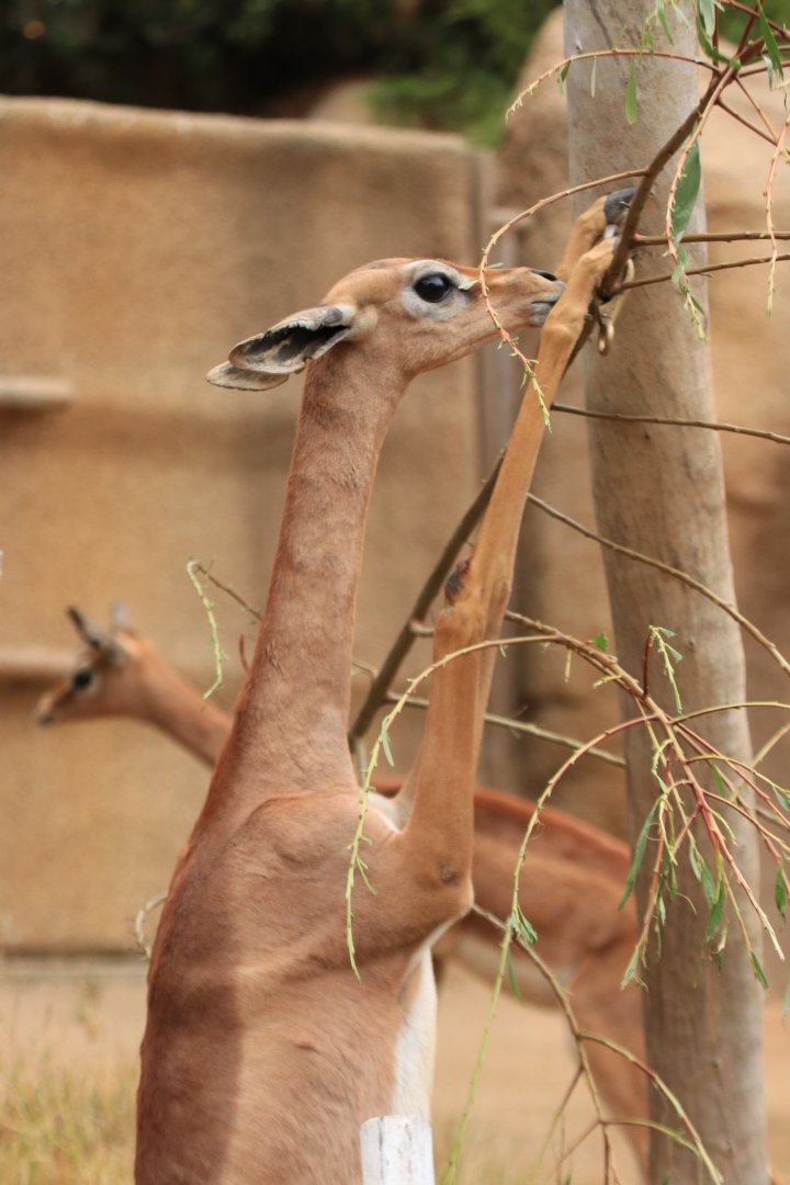 Gerenuk  (June 2019)