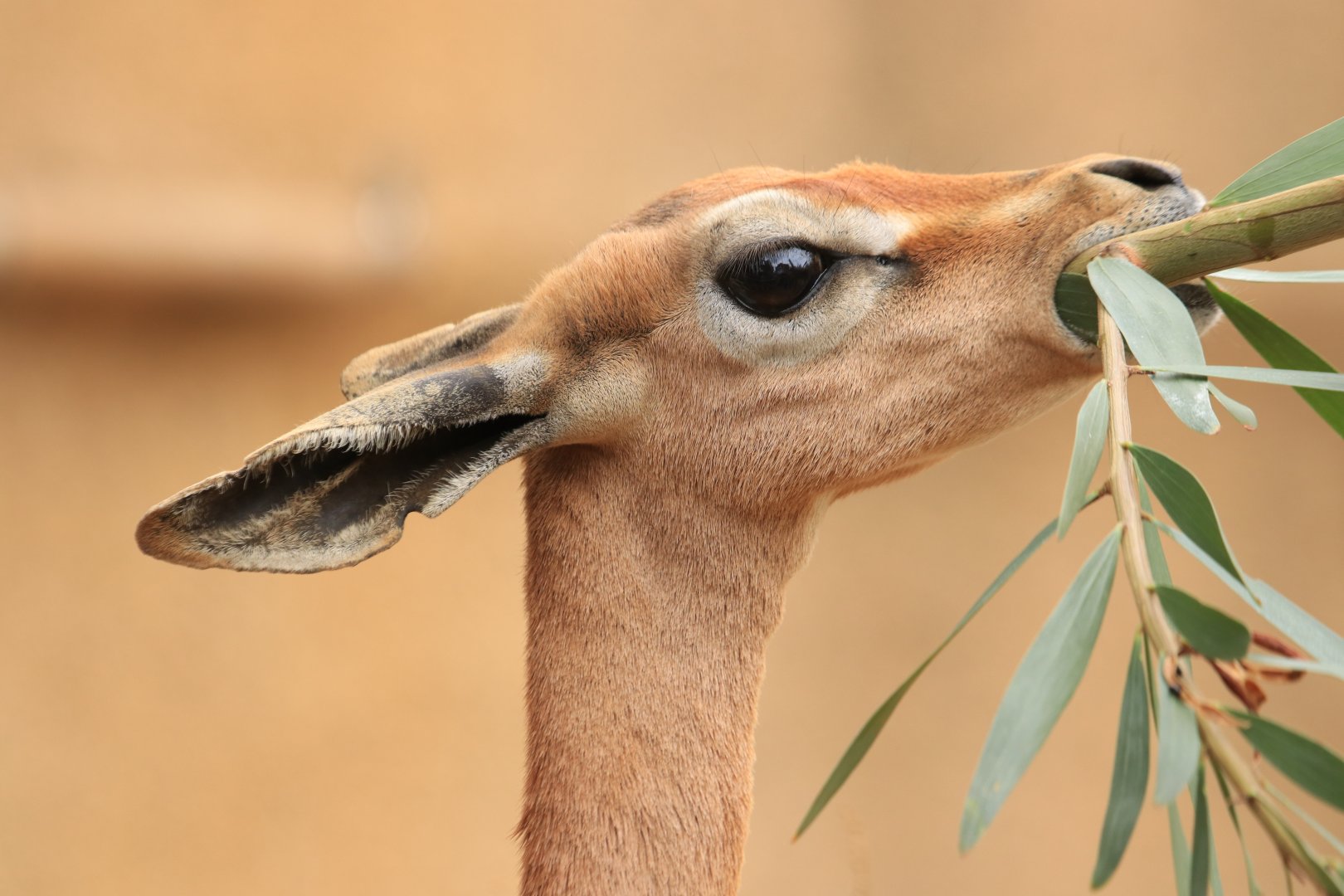 Gerenuk (June 2019)