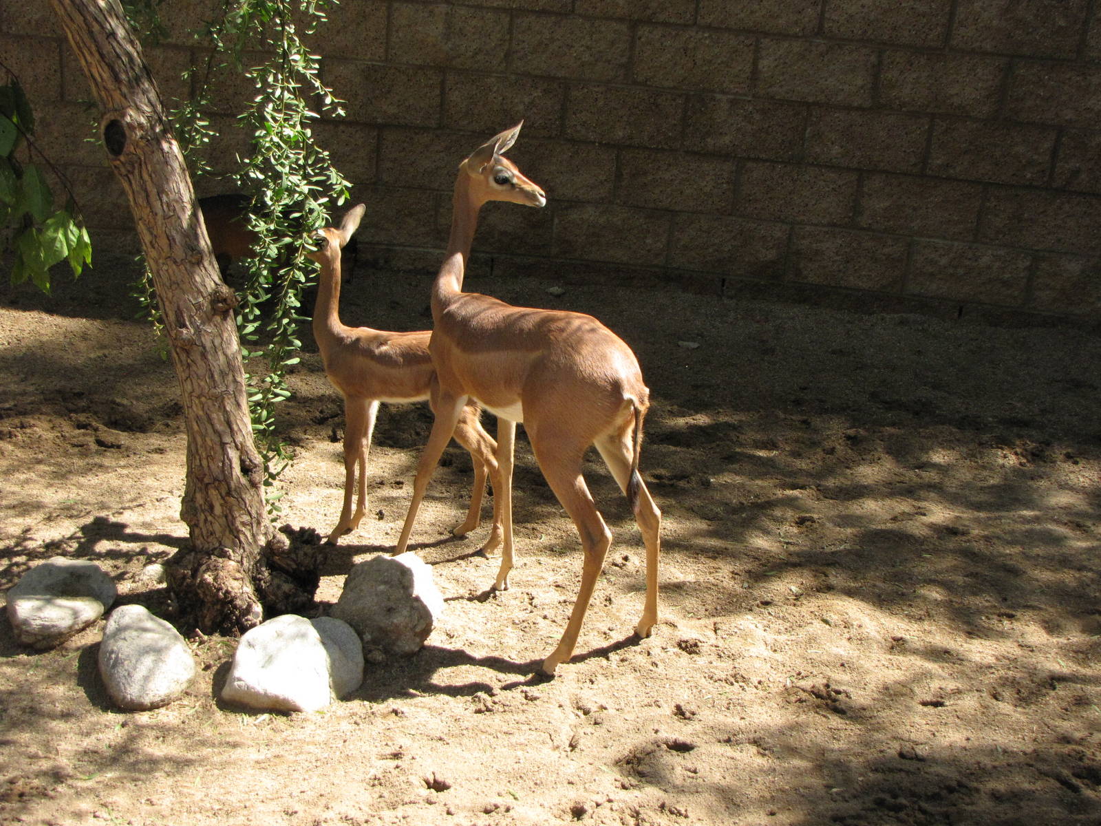 Gerenuk Juveniles