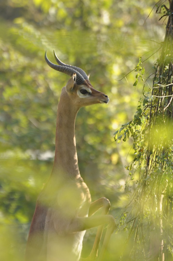 Gerenuk (Litocranius walleri walleri)