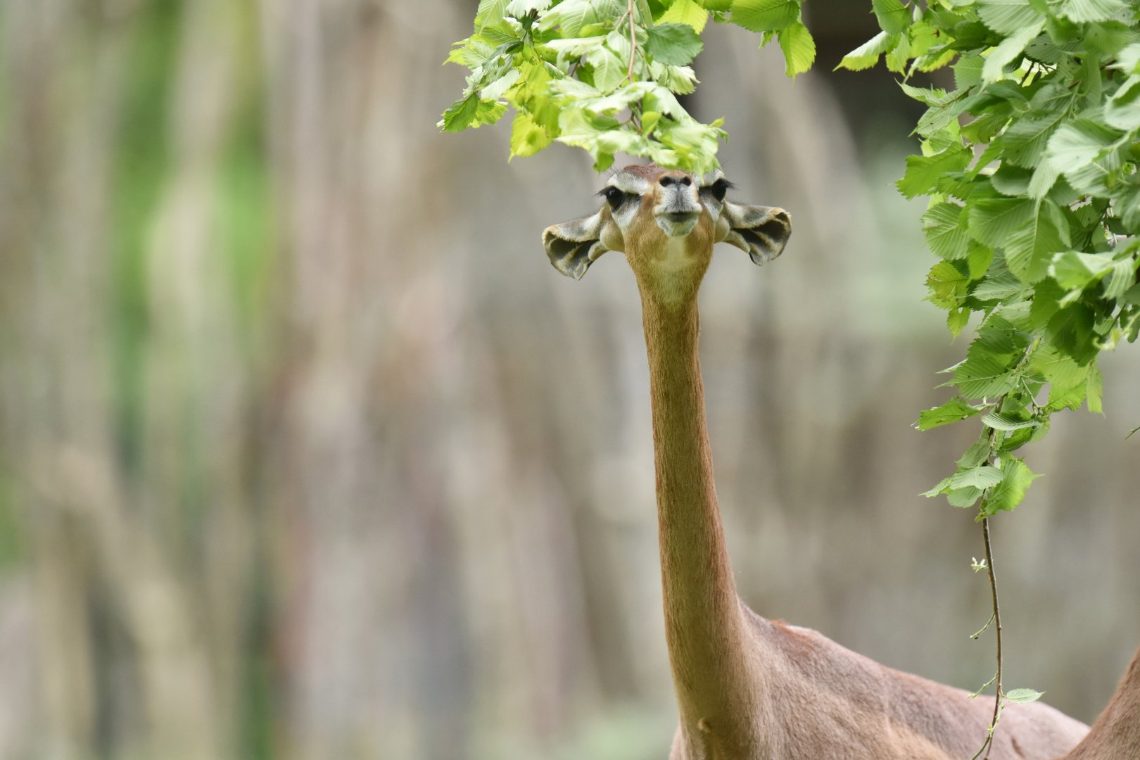 Gerenuk (Litocranius walleri walleri)