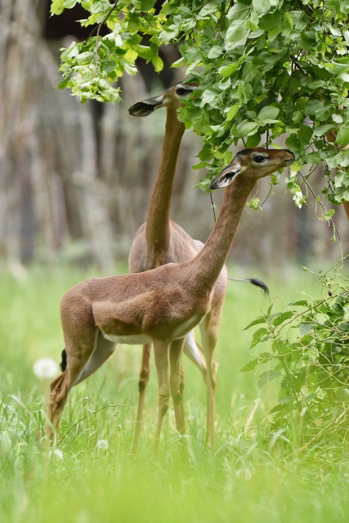 Gerenuk (Litocranius walleri walleri)