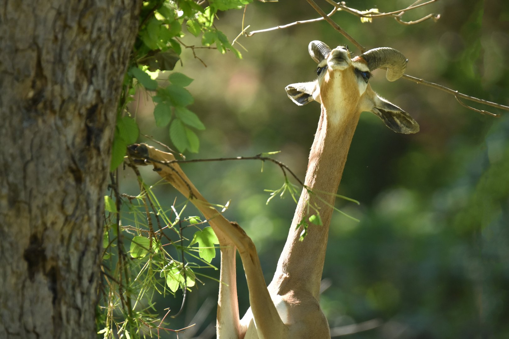 Gerenuk (Litocranius walleri)