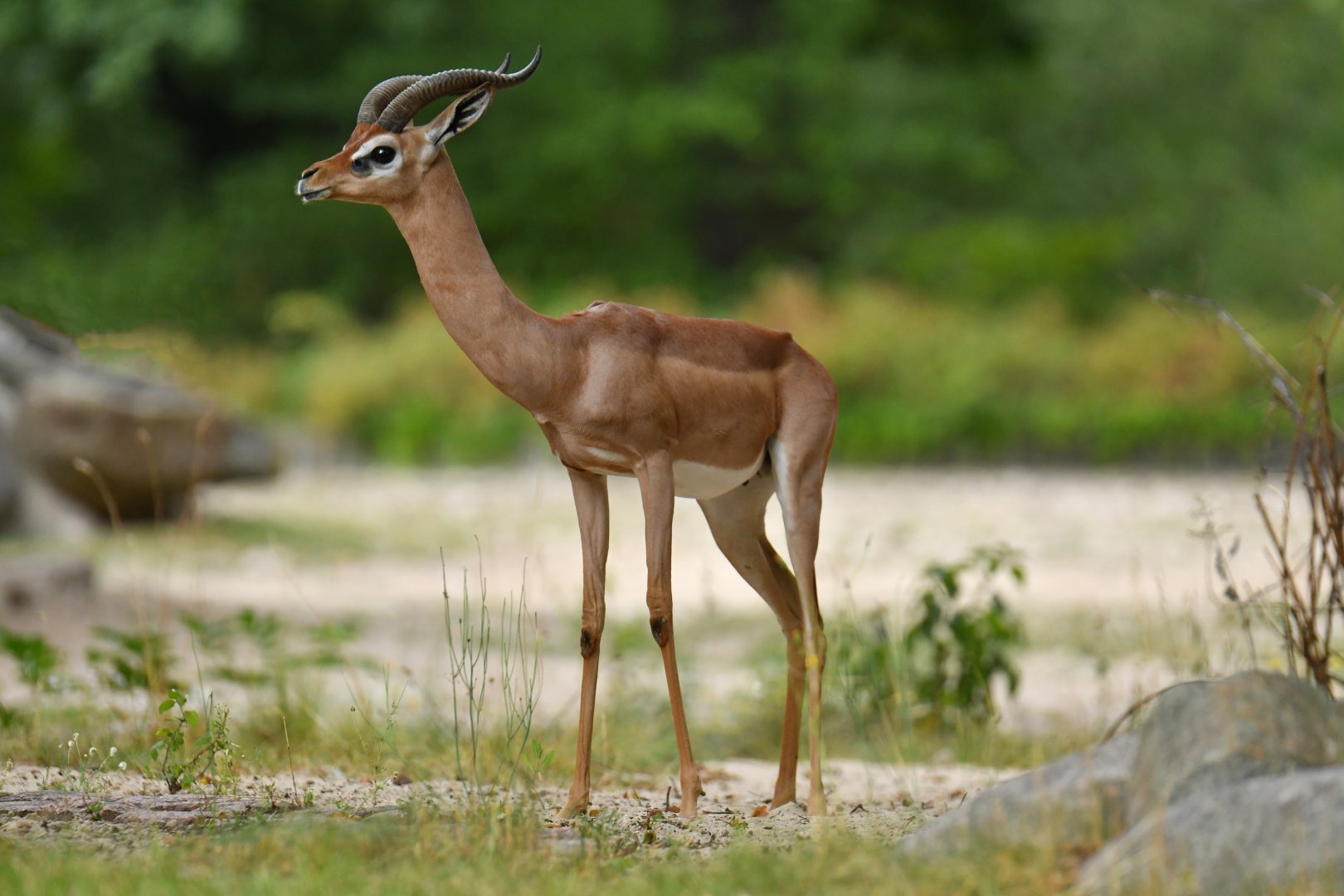 Gerenuk (Litocranius walleri)