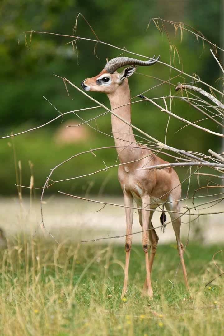Gerenuk (Litocranius walleri)