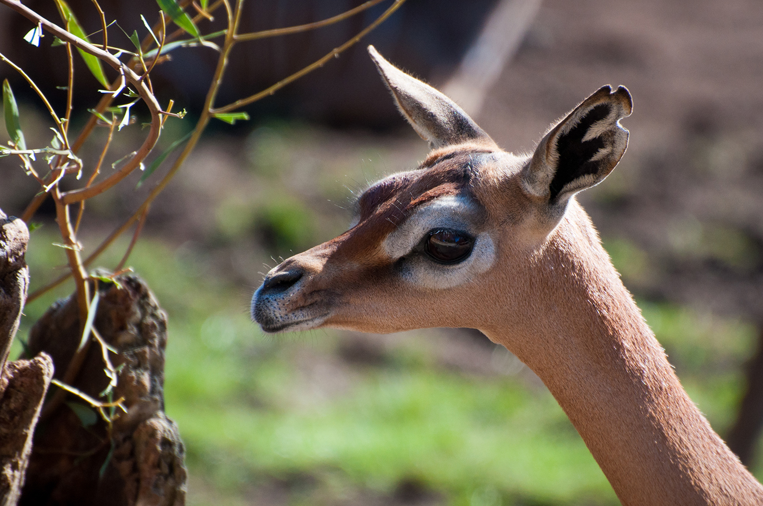Gerenuk (Litocranius walleri)