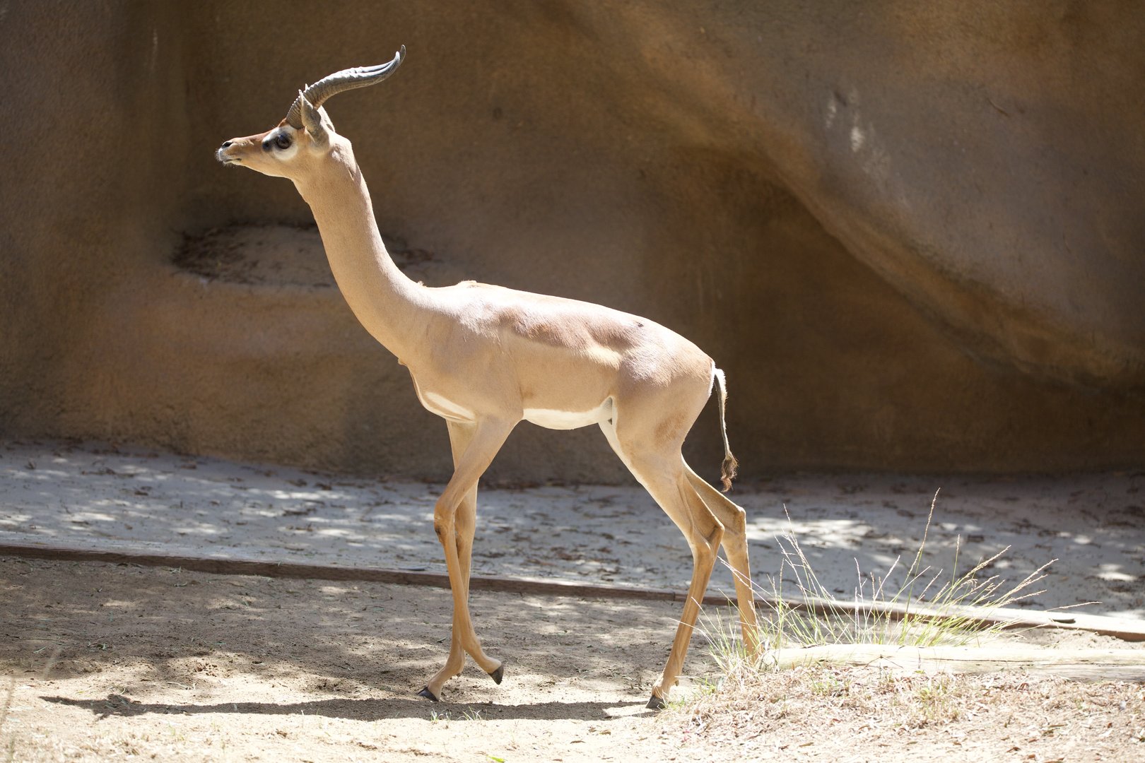 Gerenuk/ Litocranius walleri