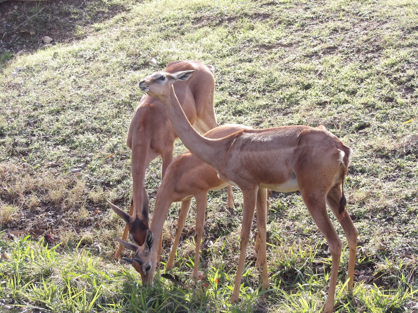 Gerenuk(Litocranius walleri)