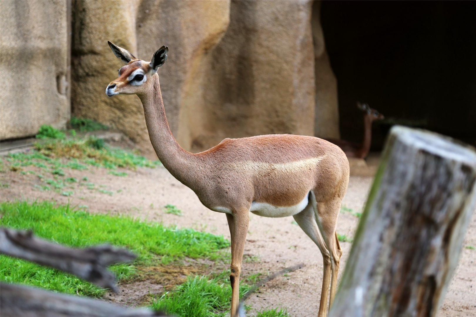 Gerenuk (Litocranius walleri)
