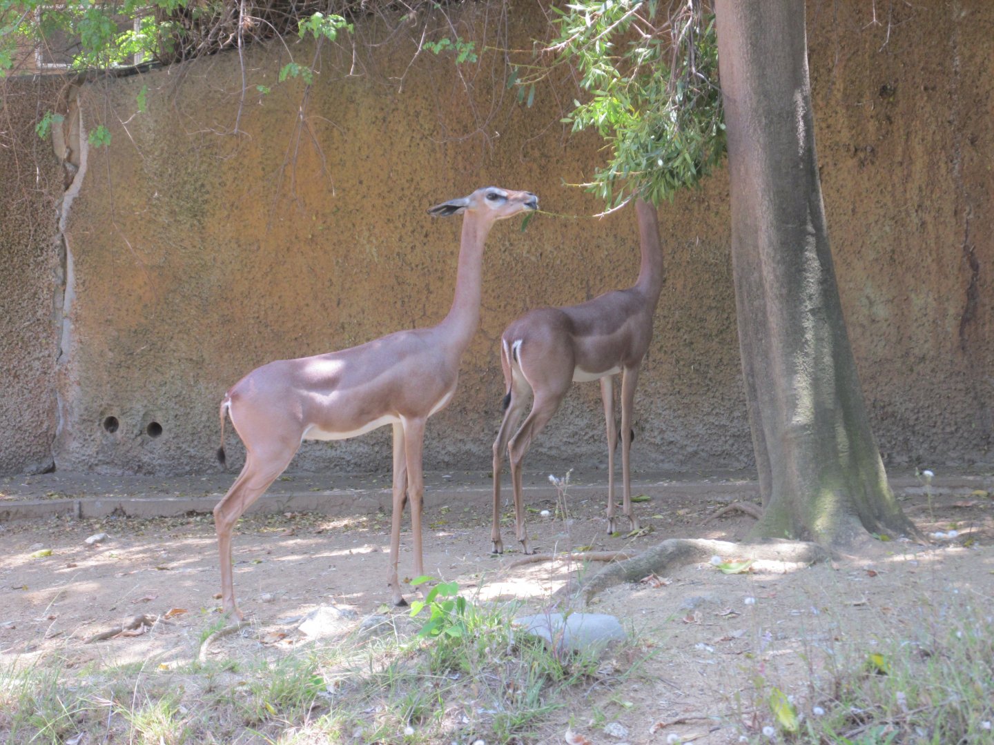 Gerenuk Los Angeles zoo 2017