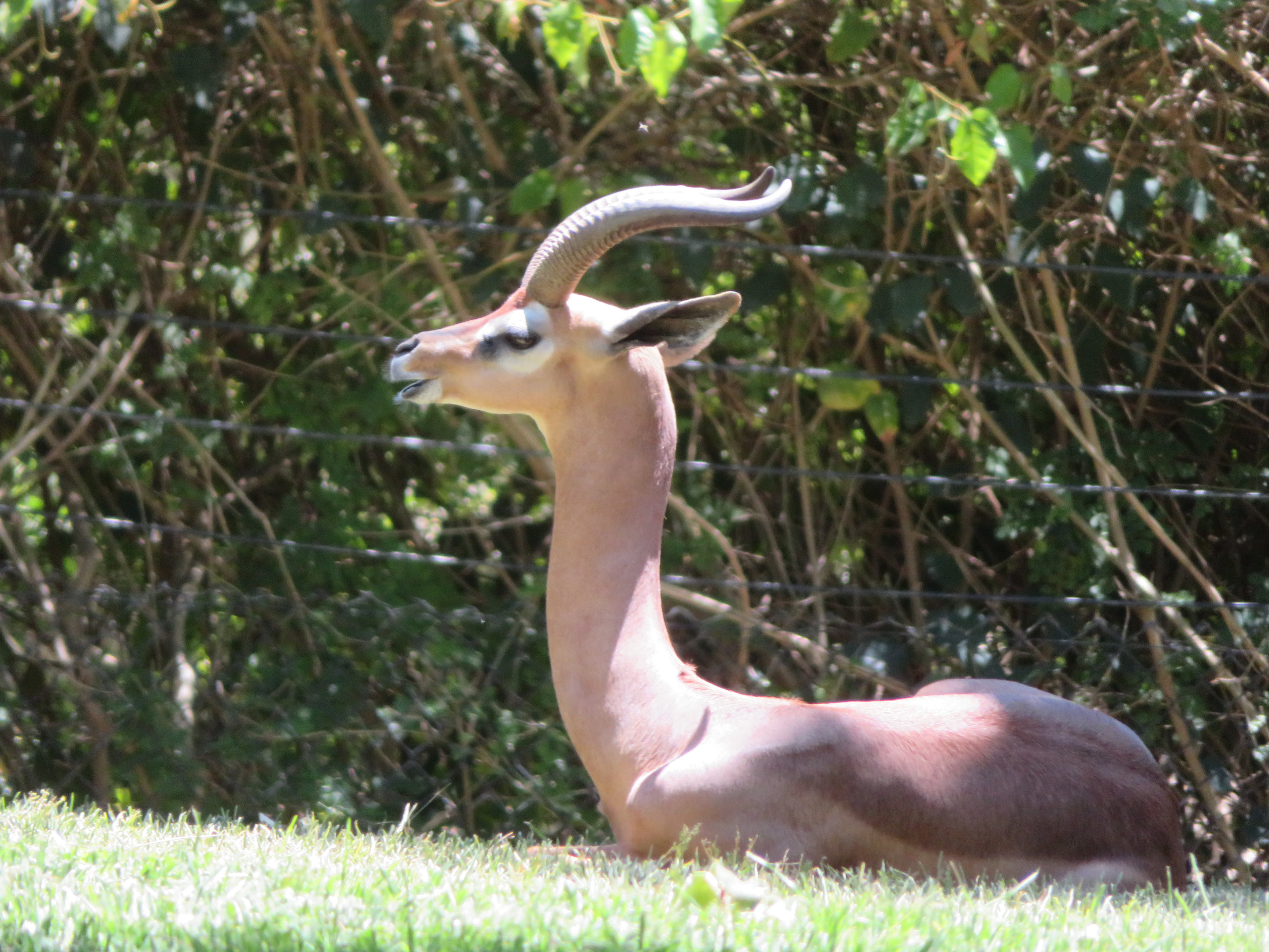 Gerenuk (Male)