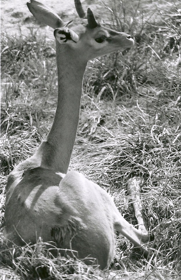 Gerenuk - May 1982