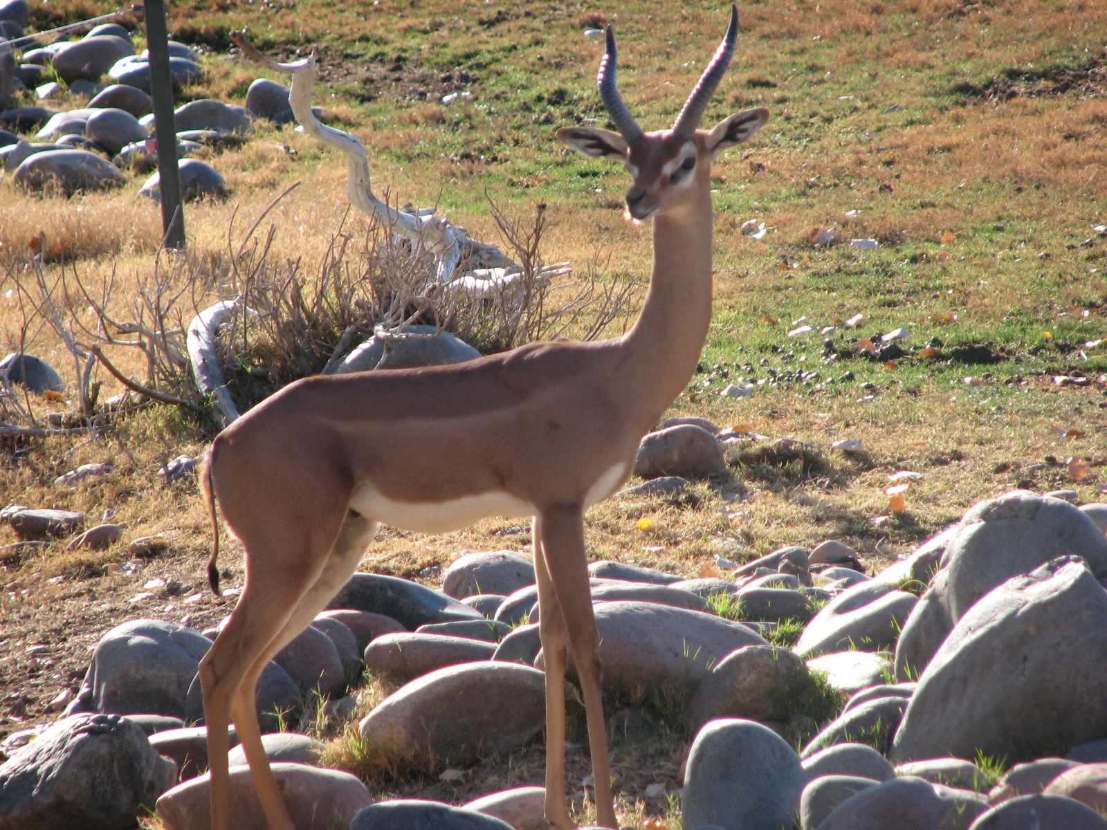 Gerenuk on the African Savannah