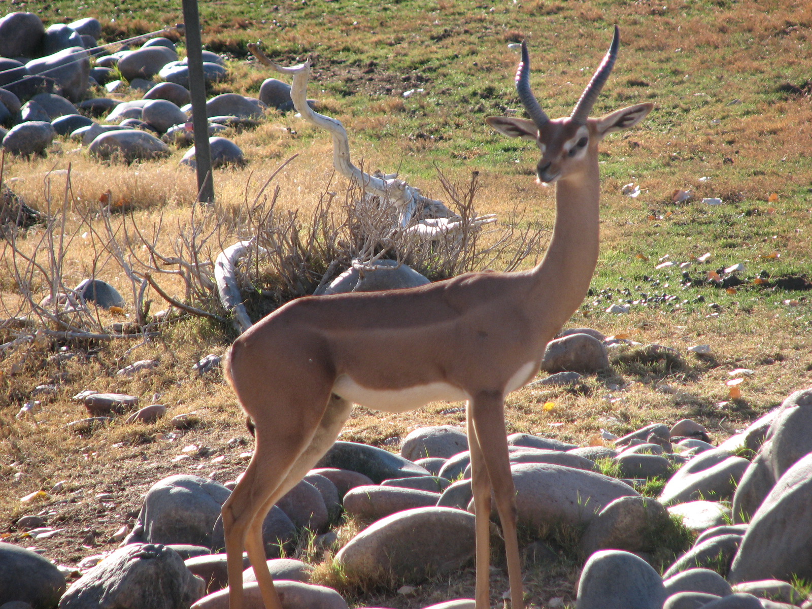 Gerenuk on the African Savannah