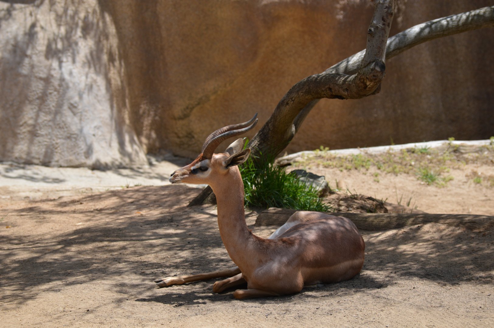 Gerenuk Profile