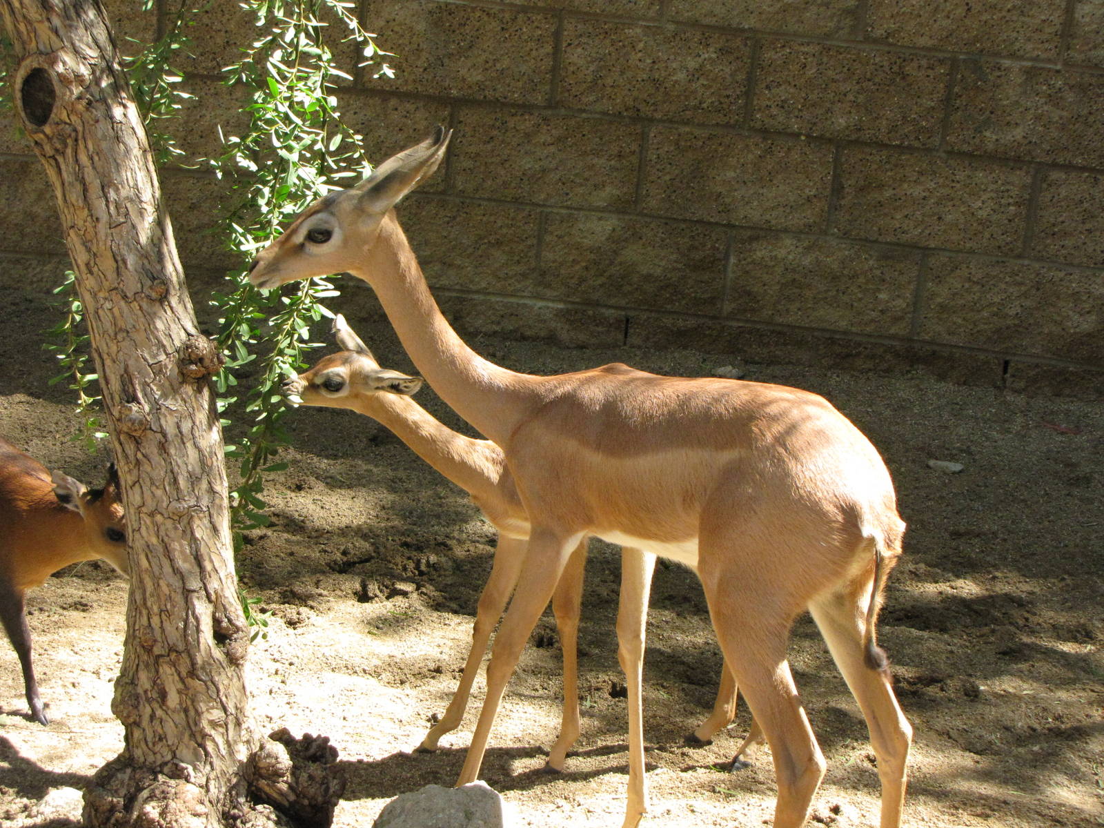 Gerenuk/Red-flanked Duiker Juveniles