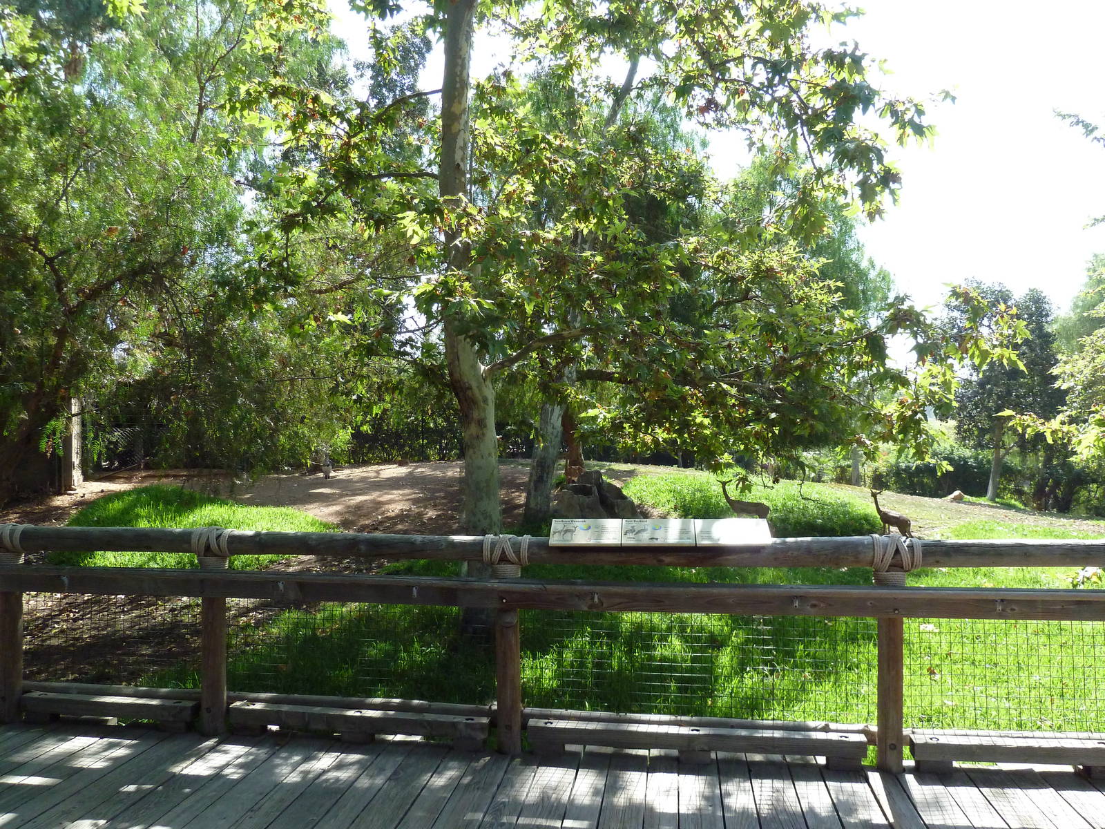 Gerenuk/Red-Flanked Duiker/Kori Bustard/Demoiselle Crane Exhibit