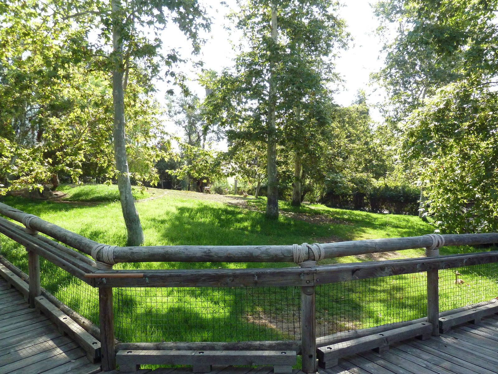 Gerenuk/Red-Flanked Duiker/Kori Bustard/Demoiselle Crane Exhibit