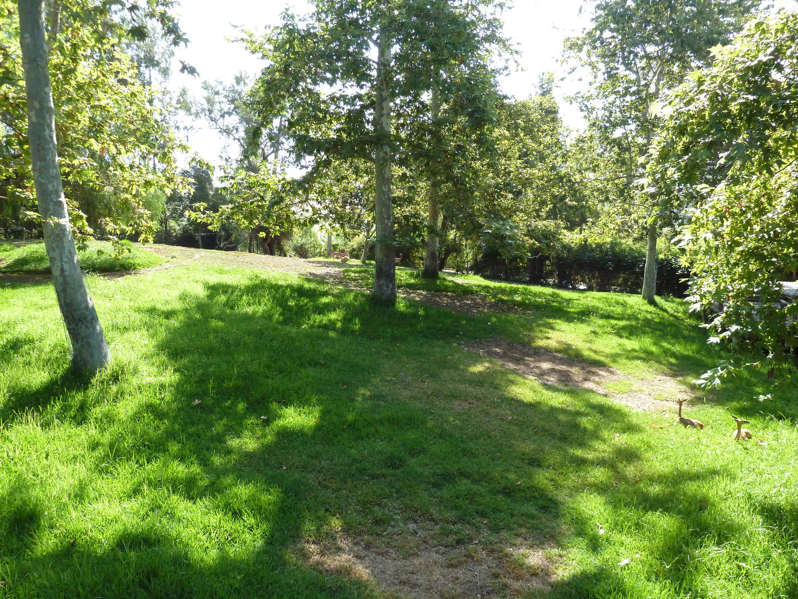 Gerenuk/Red-Flanked Duiker/Kori Bustard/Demoiselle Crane Exhibit