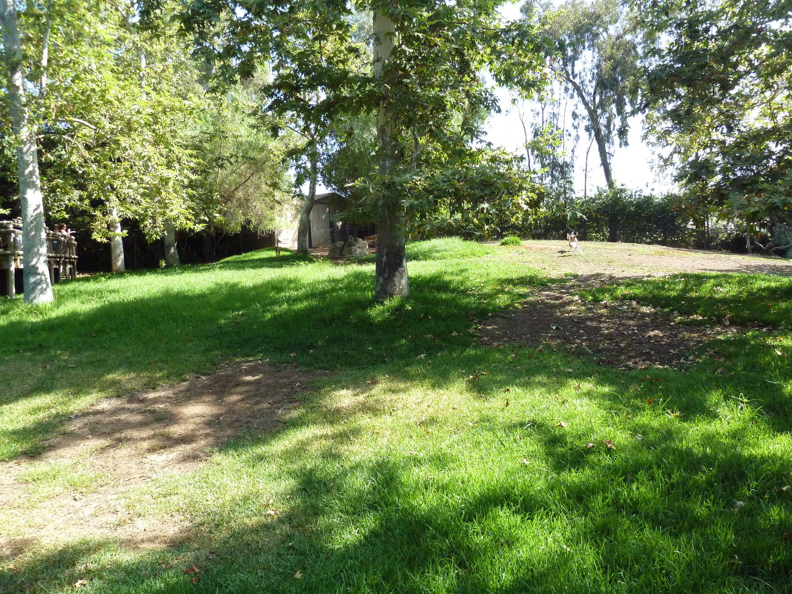 Gerenuk/Red-Flanked Duiker/Kori Bustard/Demoiselle Crane Exhibit