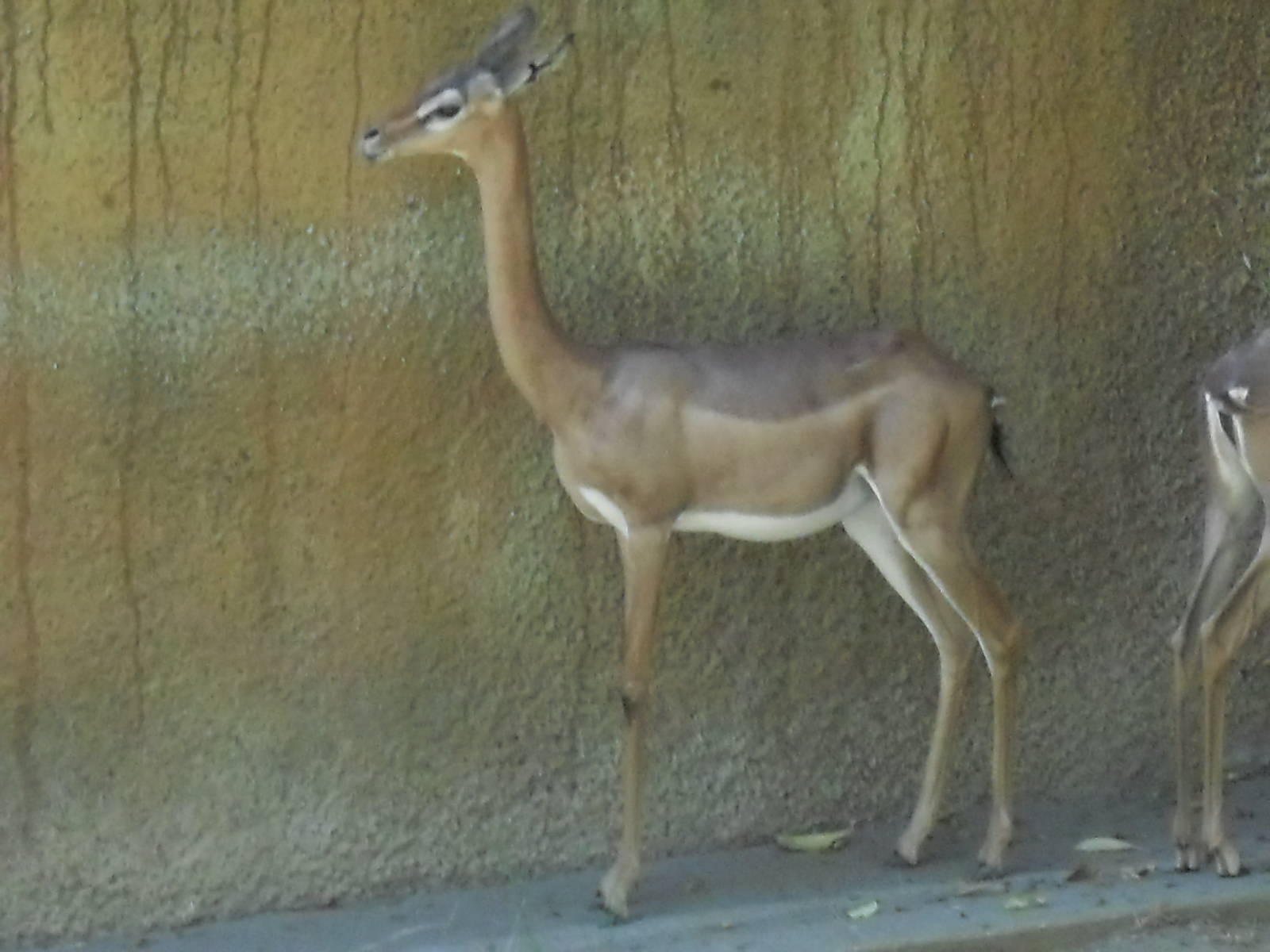 gerenuk sept 10