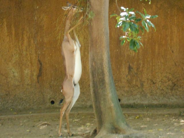 Gerenuk snack time