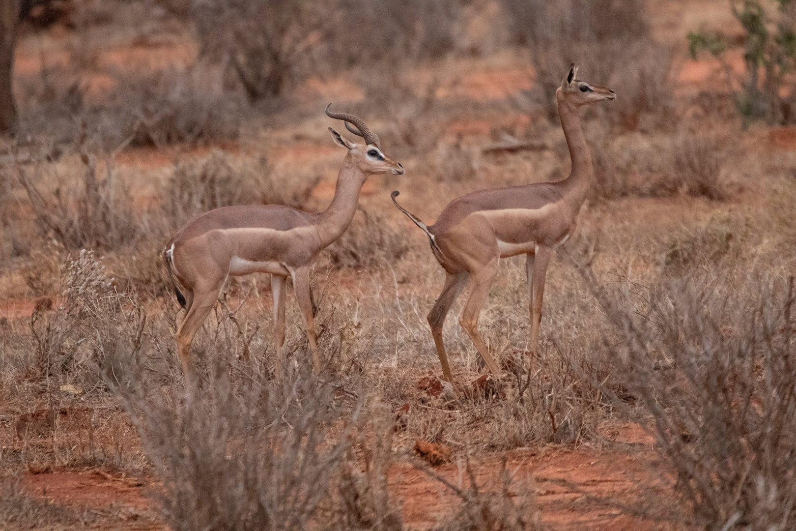 Gerenuk testing the Waters