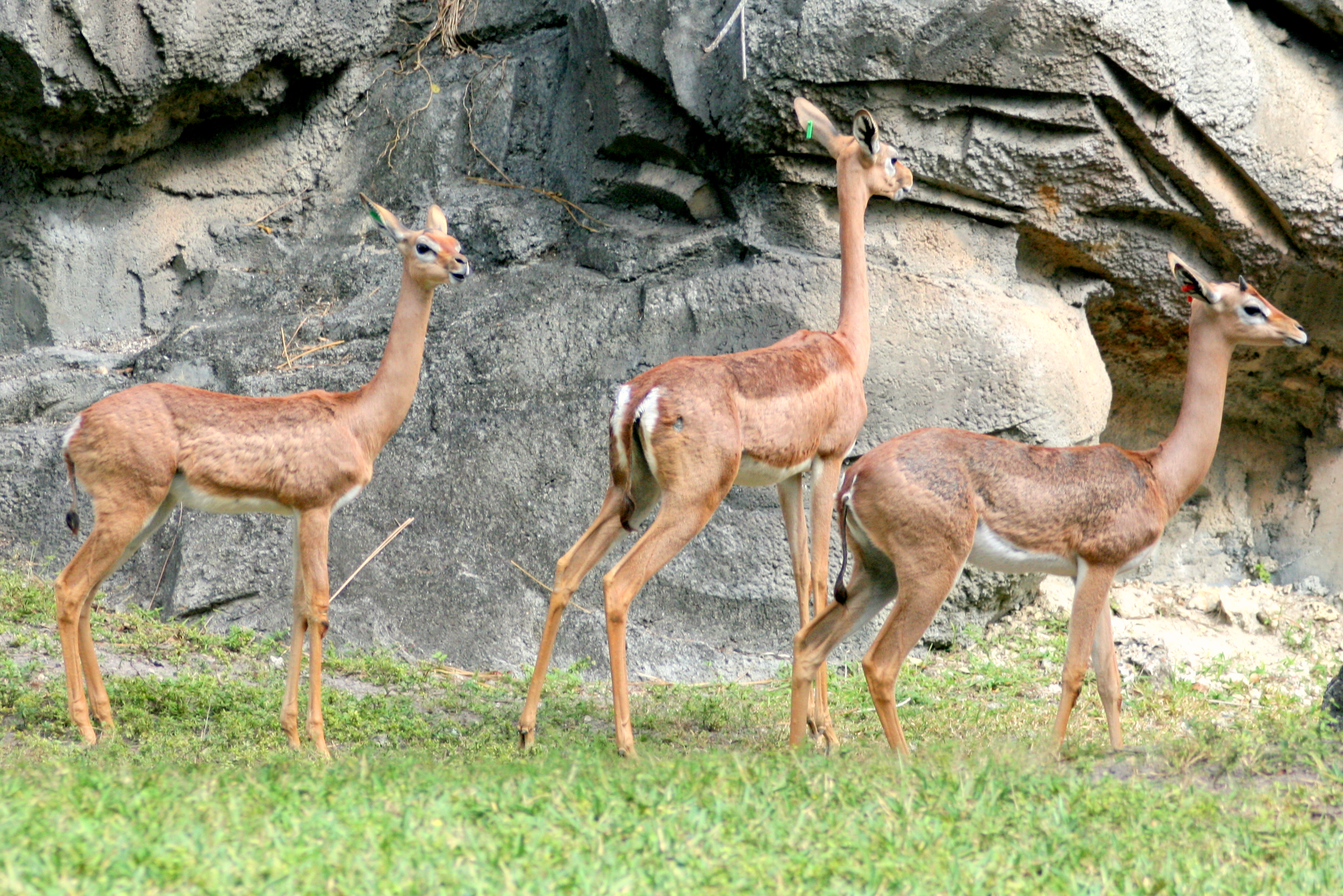 Gerenuk trio; Miami; February 2009
