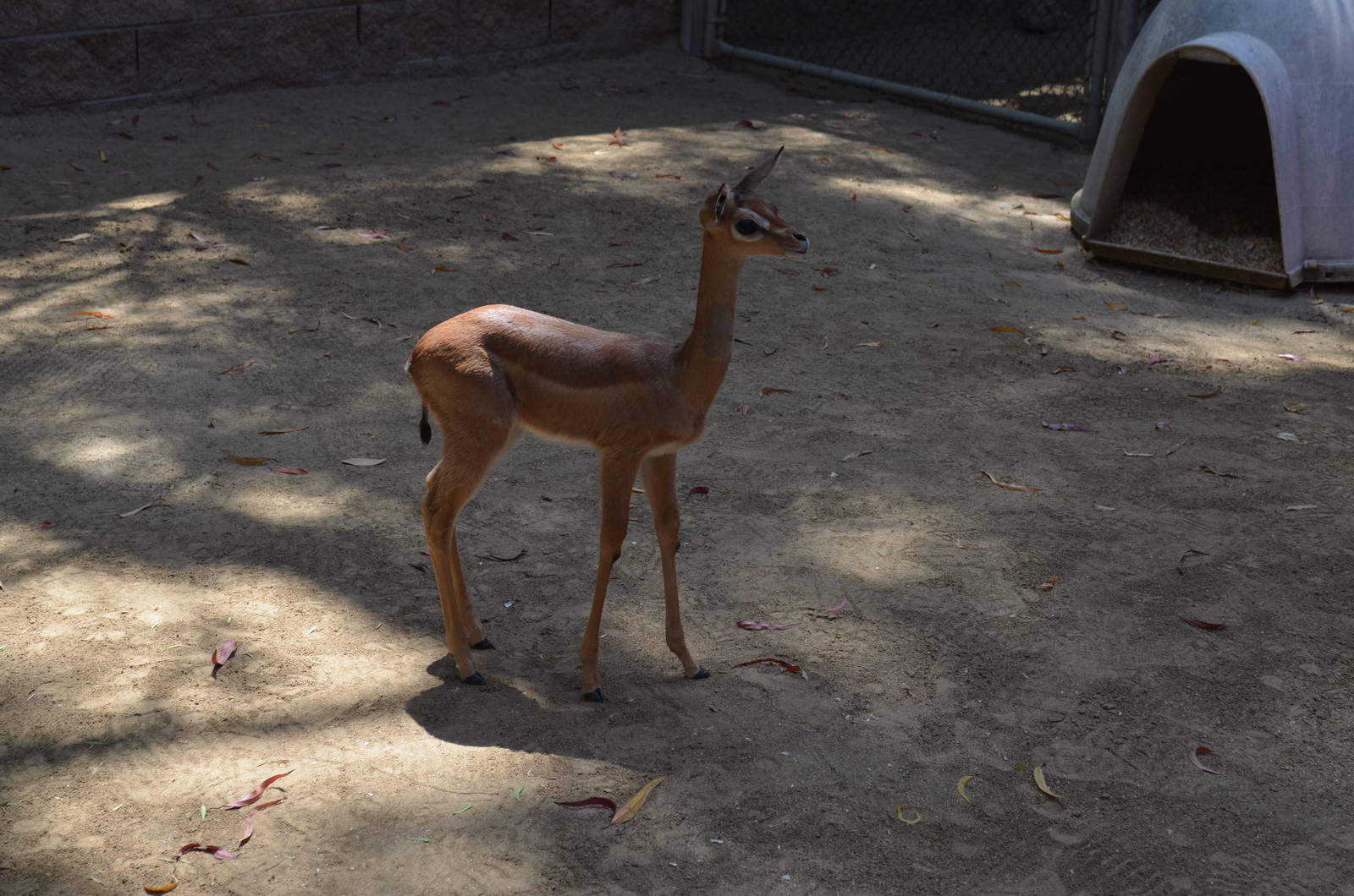 Gerenuk Youngster