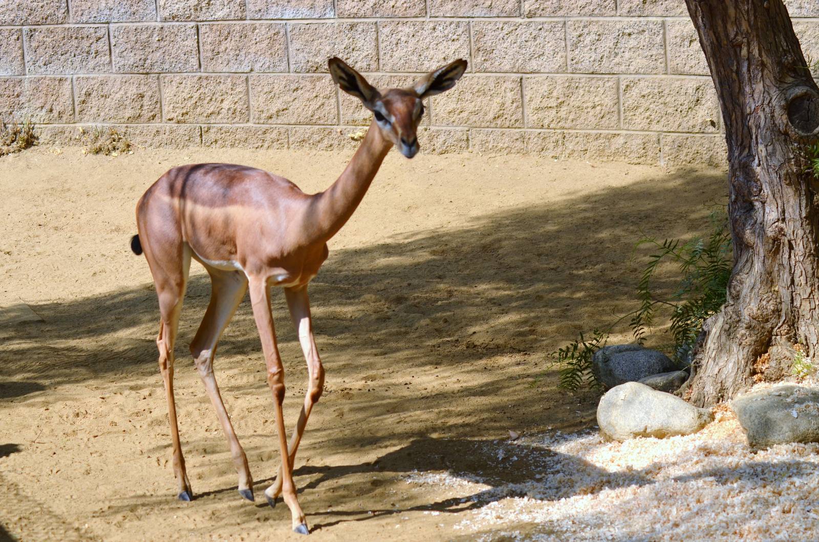 Gerenuk Youngster