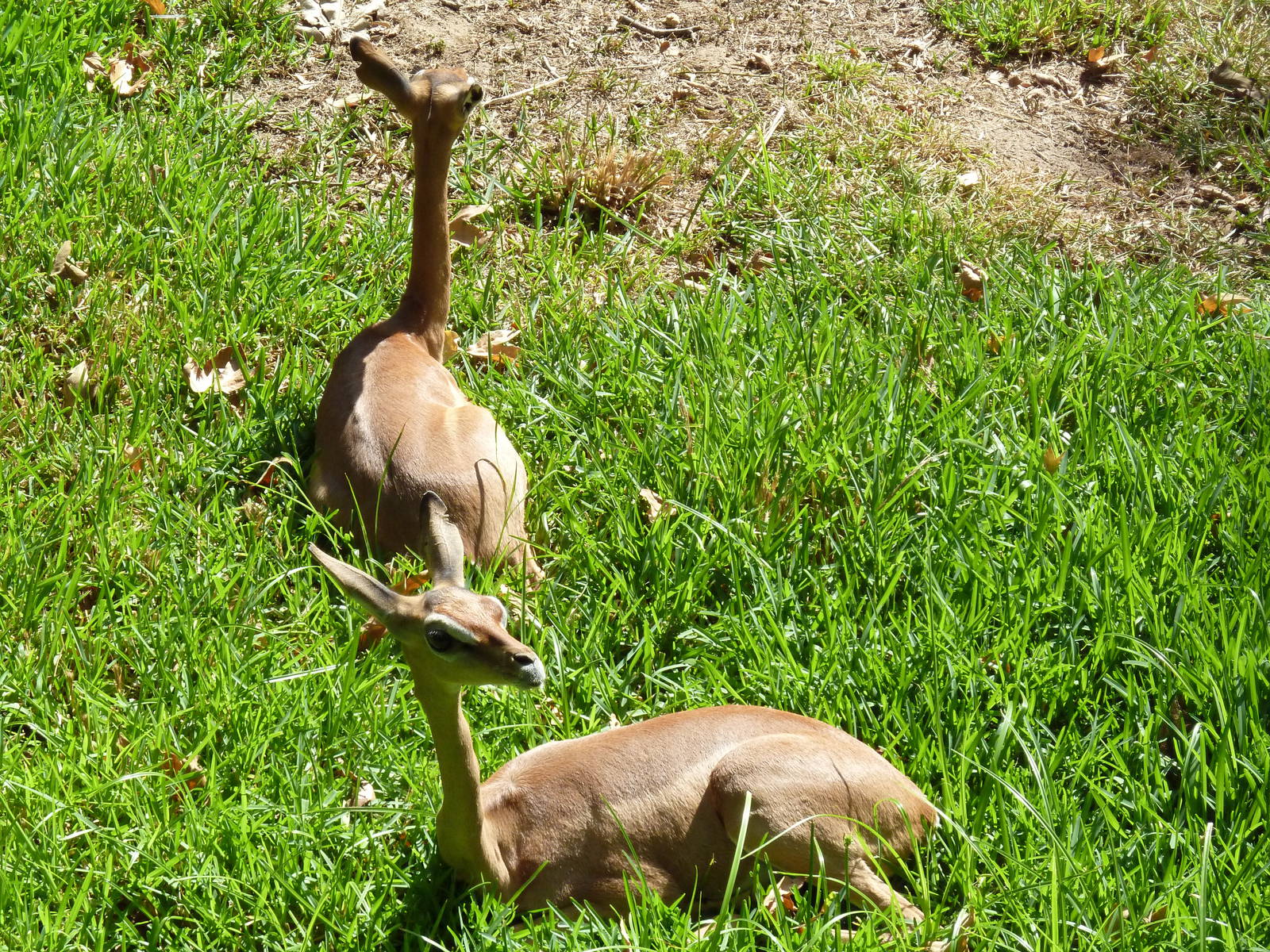 Gerenuk Youngsters