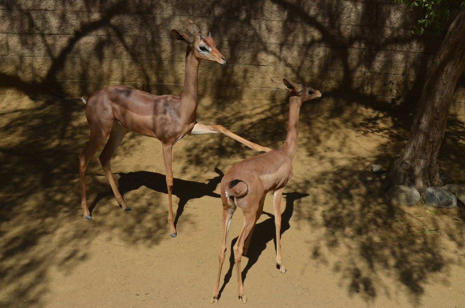 Gerenuk Youngsters